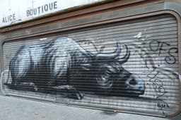 Roa
