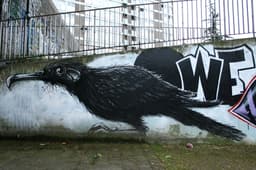 Roa